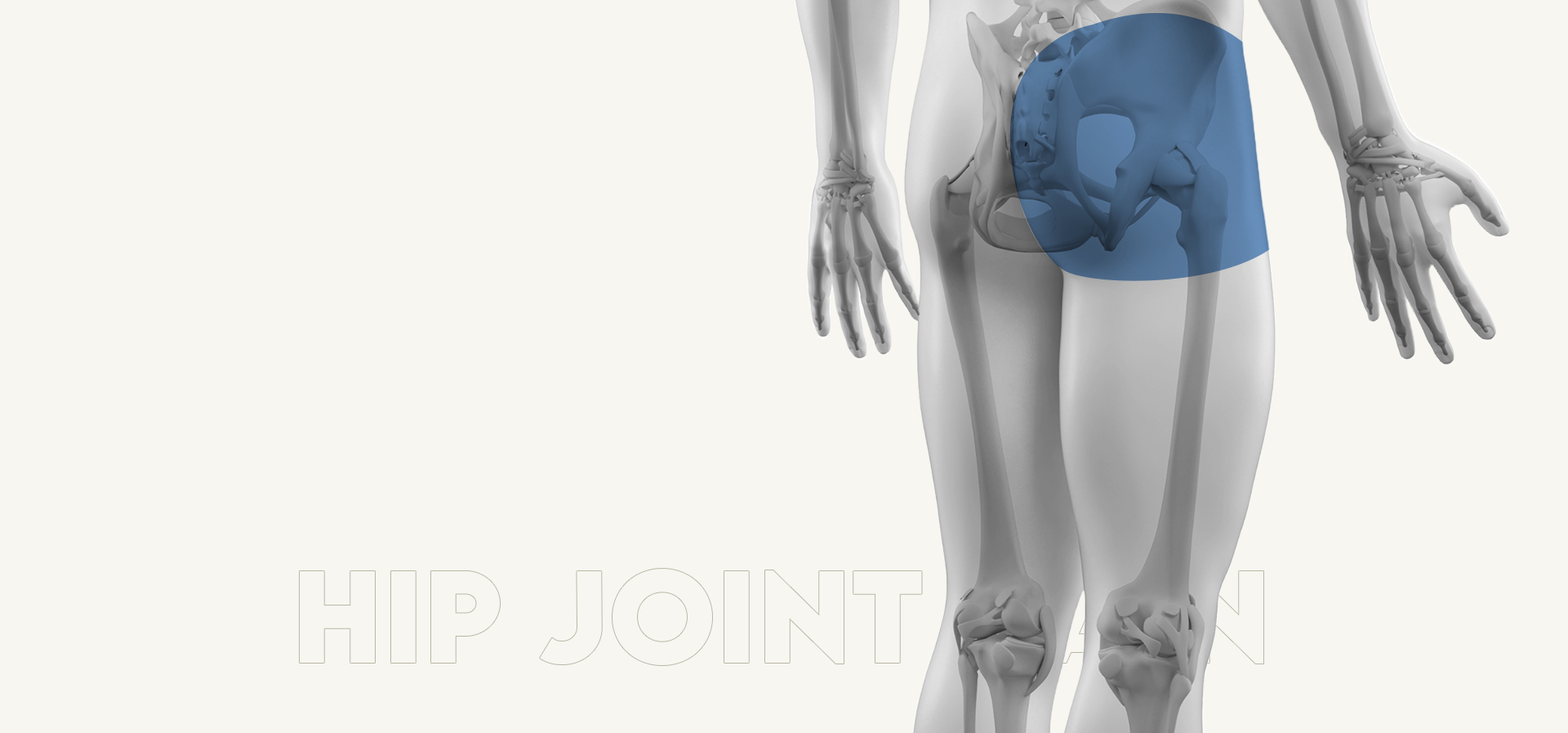 엉덩이 관절 세부내용